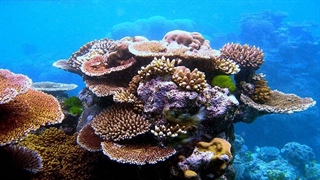 پروژه تکثیر مرجان‌ها در جزیره کیش به نتیجه رسید