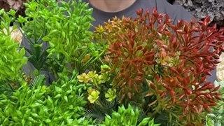 بوته مصنوعی خارجی مدل قاصدک