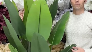 درختچه پرنده بهشتی 20برگ