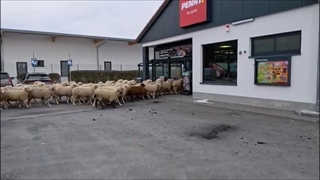 ورود گله گوسفند به فروشگاهی در آلمان