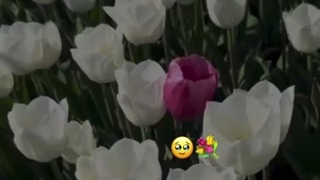 وقتی میگم تو فرق داری یعنی این delara / helia / mahdia