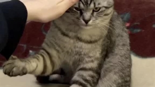 زبان شیرین ترکی