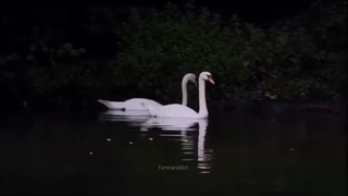 درخت از این همه درد چو نگاهم خشکید