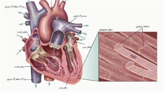 ساختار عضله قلبی