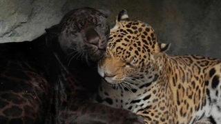 The weeknd Playlist 1 پلی لیست دویکند