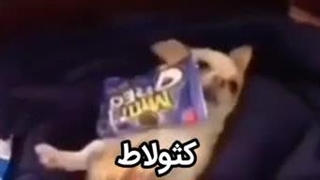 منم نخوابیدم ولی امتحان ندارم(سر یه چیز دیگه دارم *میرم....)