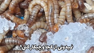 آموزش پرورش میلورم قدم به قدم | نمی دونی چطوری پرورش بدی؟