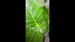 خرید لامپ رشد گیاه