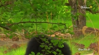 شباهت حیوانات ۲