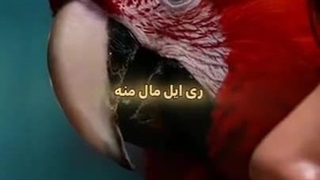 سلاممممممممممممم کپ