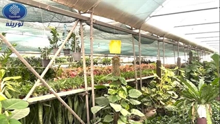 توری سایبان گلخانه در شهر محمودآباد