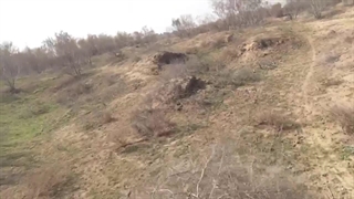 بیشه بیت فارس اهواز