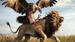 جدال شیر و کرکس!