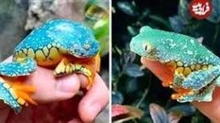 قورباغه‌ای که انگار با دست رنگ آمیزی شده است!