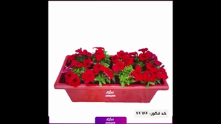 سفارش گل اطلسی رنگین