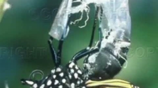 قصه مصور زیبای تولد پروانه