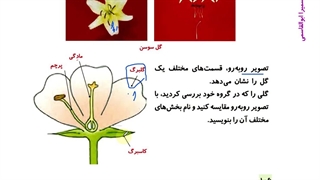 گوناگونی گیاهان