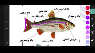 تحلیل ویدئویی سوالات۵۹و۶۰ علوم نهم،مرحله پنجم آزمون ققنوس