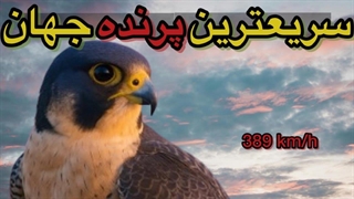 شاهین بحری – وفاداری، استقامت و سریع‌ترین پرنده جهان
