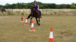 (Polo Horse Agility Training with Cones(The Weaving