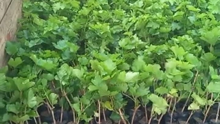 نهال انگور سوییت شاپر یا انگور بلک ویلیام