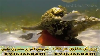 راز زندگی حلزون های در زیر آب