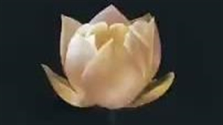 شاهکار ملکه جنی آهنگ ZEN