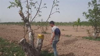 پیوند سرشاخه کاری درخت گردو توسط مهندس علی ارجمند