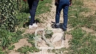 نهالستان مهندس علی ارجمند مرجع نهال میوه در ایران
