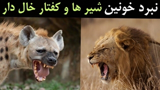 نبرد خونین شیر ها و کفتار خال دار