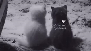 خاطرات زیاد:آریل لیندا هانایی یوتاو.... ادامه در کامنت